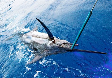 madeira blue marlin fishing